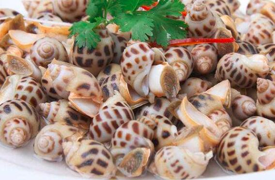 小花螺苹果版花螺多少钱一斤市场价2023-第1张图片-太平洋在线下载